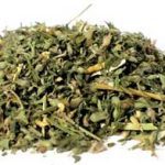 Catnip Cut 1oz  (nepeta Cataria)