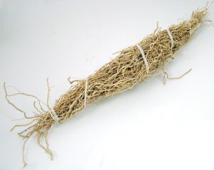 Patchouli Root 1 Root Bundle (pogostemon Cablin)