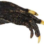 Alligator Feet Small