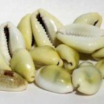 1 Lb Cowrie Shells