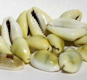 1 Lb Cowrie Shells