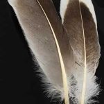 Natural Gray Goose Feather