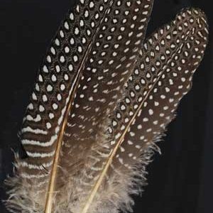 Guinea Hen Wing Feather