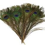 (set Of 100) Peacock Feather