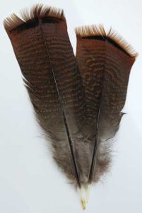 Bronze Pre-tail Turkey Feather