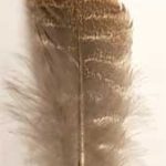 Barred Wing Smudging Feather